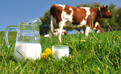 Tableau comparatif des durées de conservation du lait