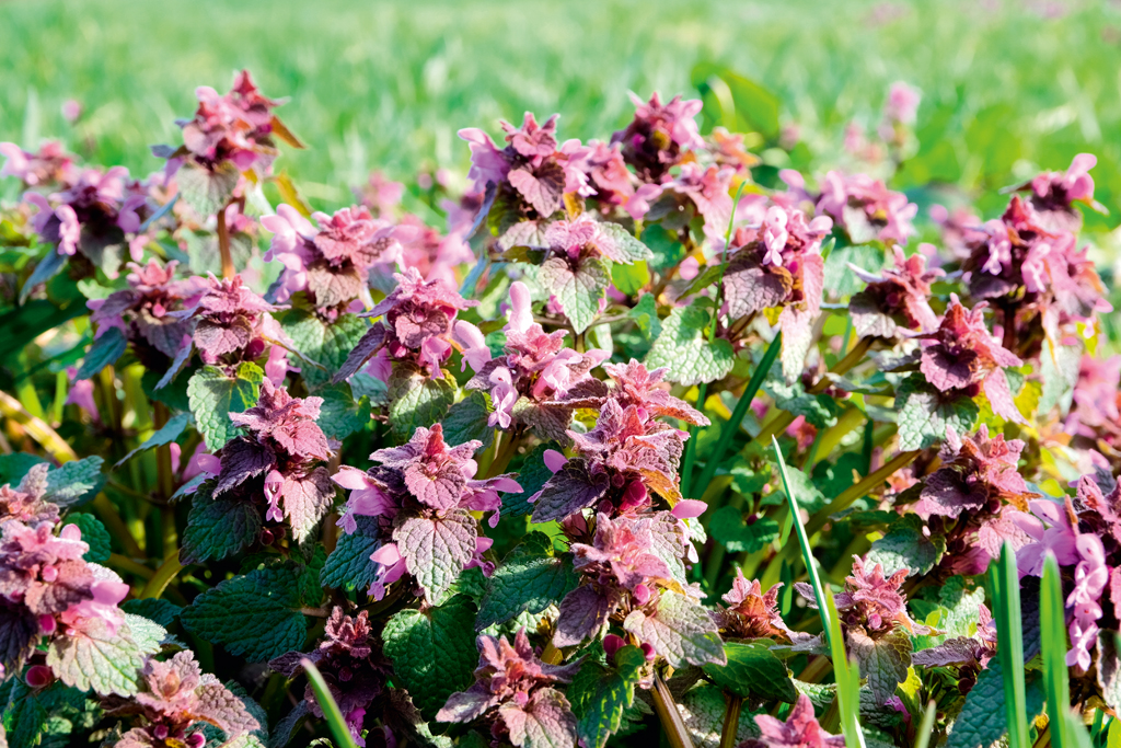 Quelles sont les plantes sauvages que l'on peut manger ?